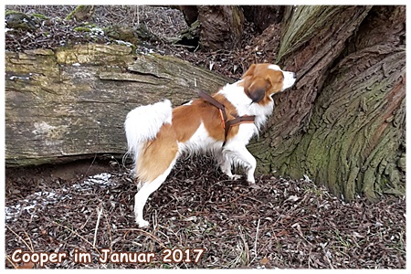 Kooikerhondje von der Spessartrose