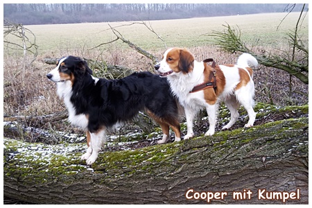 Kooikerhondje von der Spessartrose