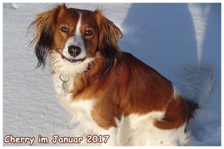 Kooikerhondje von der Spessartrose