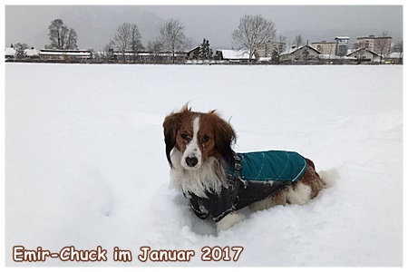 Kooikerhondje von der Spessartrose