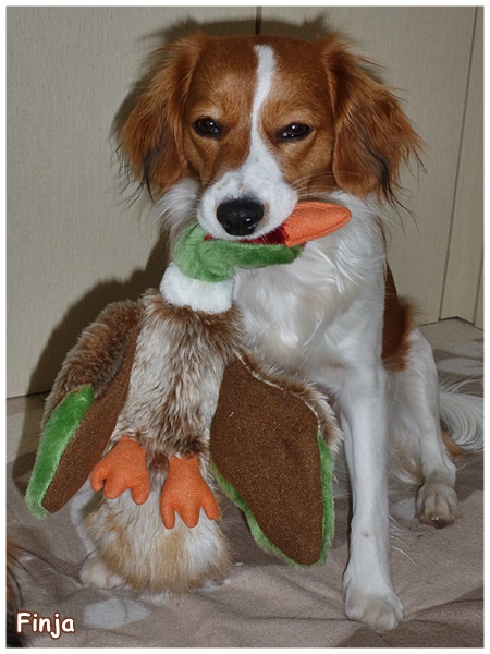 Kooikerhondje von der Spessartrose