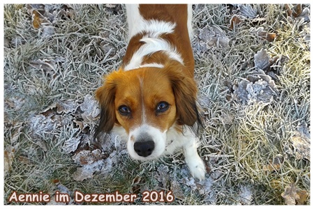 Kooikerhondje von der Spessartrose