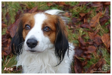 Kooikerhondje von der Spessartrose