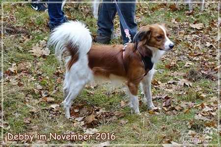 Kooikerhondje von der Spessartrose