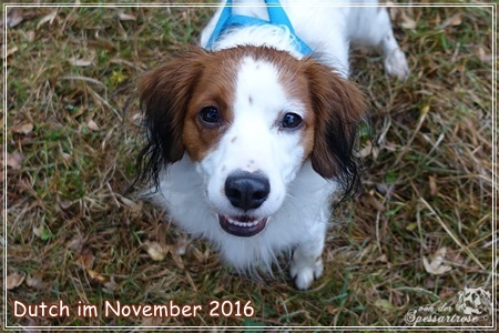 Kooikerhondje von der Spessartrose