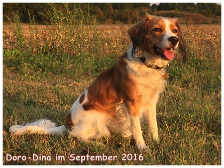 Kooikerhondje von der Spessartrose