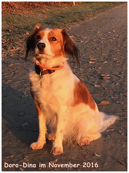 Kooikerhondje von der Spessartrose