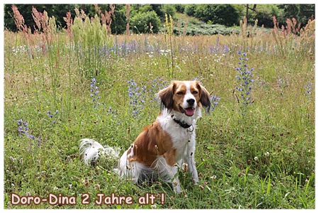 Kooikerhondje von der Spessartrose