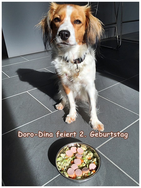 Kooikerhondje von der Spessartrose