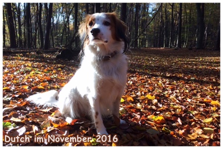 Kooikerhondje von der Spessartrose