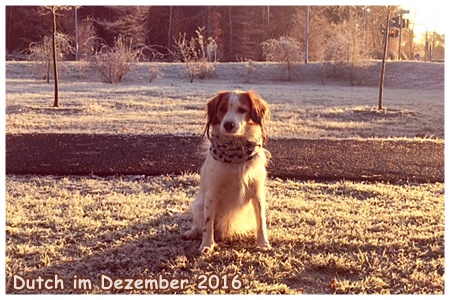 Kooikerhondje von der Spessartrose