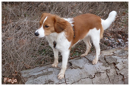 Kooikerhondje von der Spessartrose