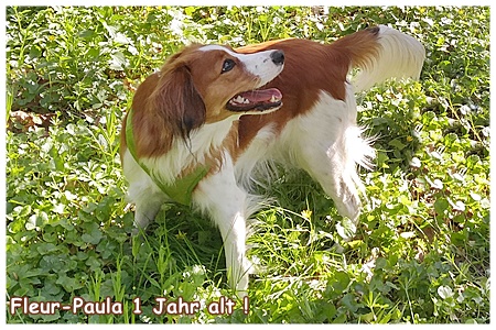 Kooikerhondje von der Spessartrose