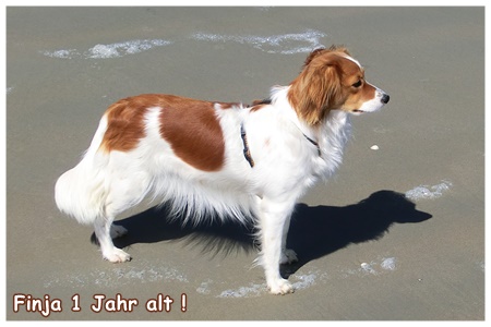 Kooikerhondje von der Spessartrose