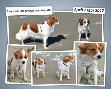 Kooikerhondje von der Spessartrose