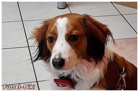 Kooikerhondje von der Spessartrose