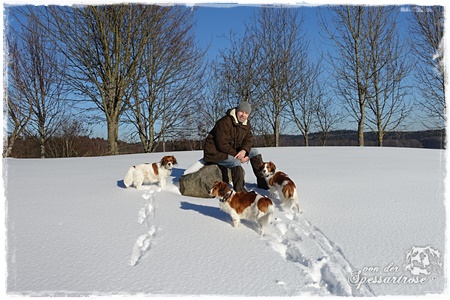 Kooikerhondje von der Spessartrose