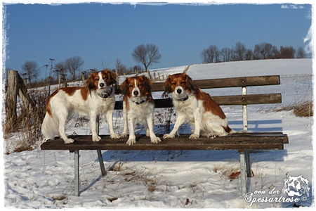 Kooikerhondje von der Spessartrose