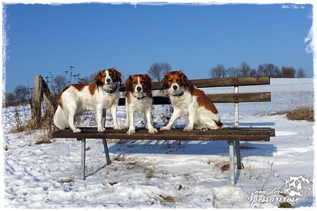 Kooikerhondje von der Spessartrose