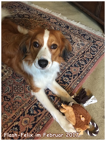 Kooikerhondje von der Spessartrose