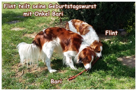 Kooikerhondje von der Spessartrose