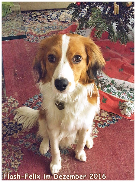 Kooikerhondje von der Spessartrose