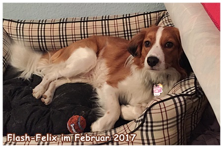 Kooikerhondje von der Spessartrose