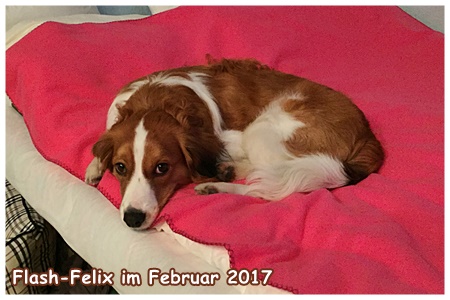 Kooikerhondje von der Spessartrose