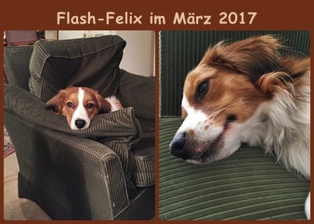 Kooikerhondje von der Spessartrose