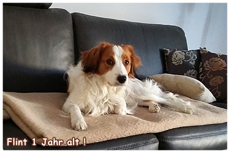 Kooikerhondje von der Spessartrose