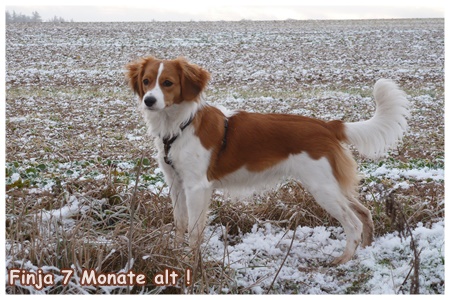 Kooikerhondje von der Spessartrose