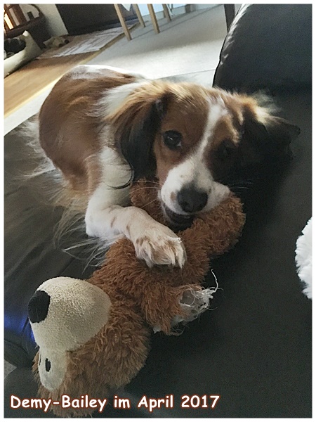 Kooikerhondje von der Spessartrose