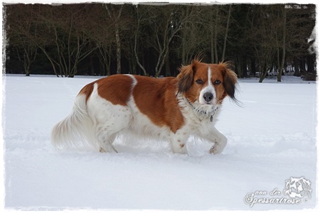 Kooikerhondje von der Spessartrose