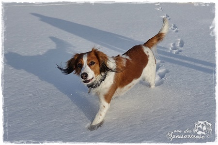 Kooikerhondje von der Spessartrose