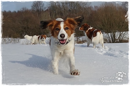 Kooikerhondje von der Spessartrose