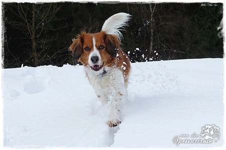 Kooikerhondje von der Spessartrose