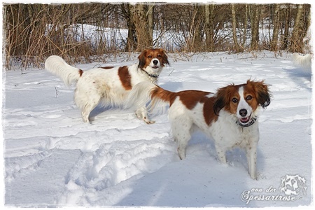 Kooikerhondje von der Spessartrose