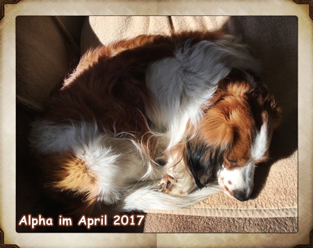 Kooikerhondje von der Spessartrose