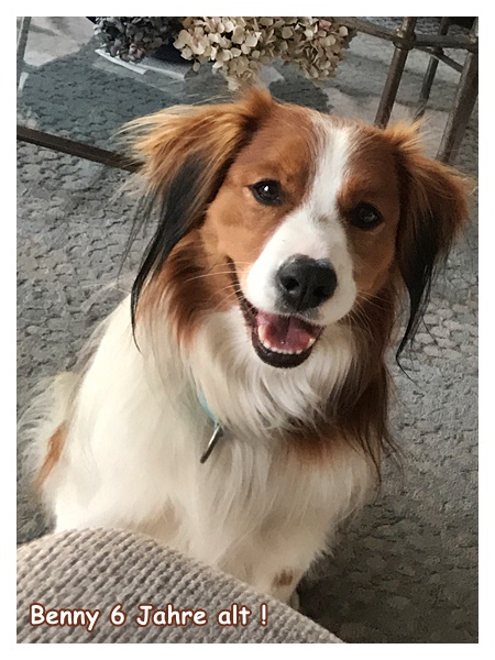 Kooikerhondje von der Spessartrose