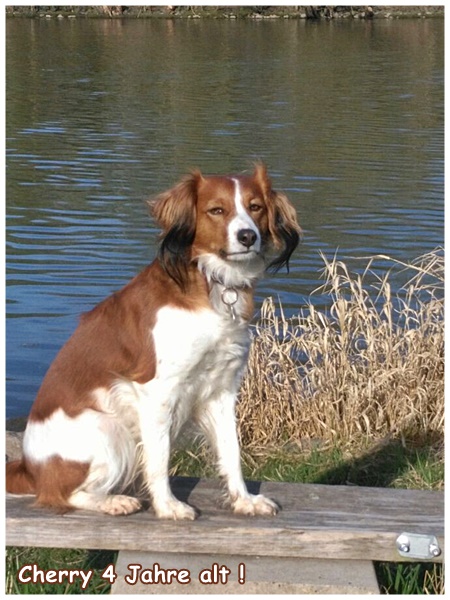 Kooikerhondje von der Spessartrose