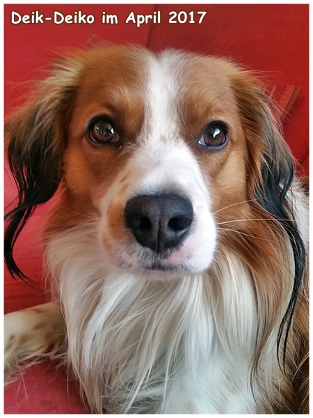 Kooikerhondje von der Spessartrose