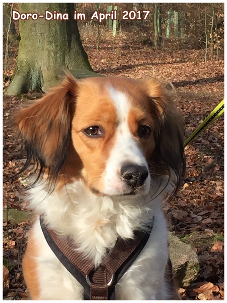 Kooikerhondje von der Spessartrose