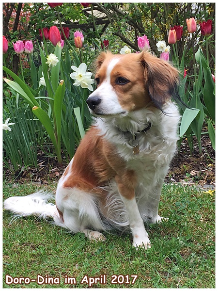 Kooikerhondje von der Spessartrose