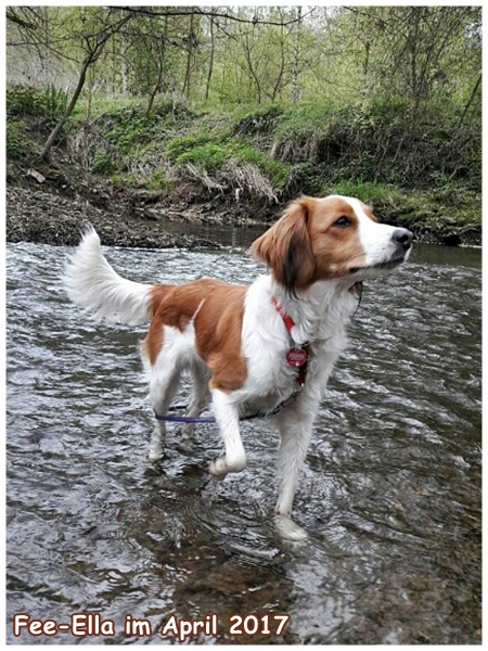 Kooikerhondje von der Spessartrose