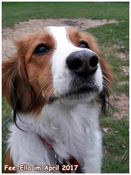 Kooikerhondje von der Spessartrose