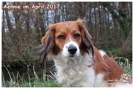 Kooikerhondje von der Spessartrose