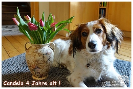 Kooikerhondje von der Spessartrose