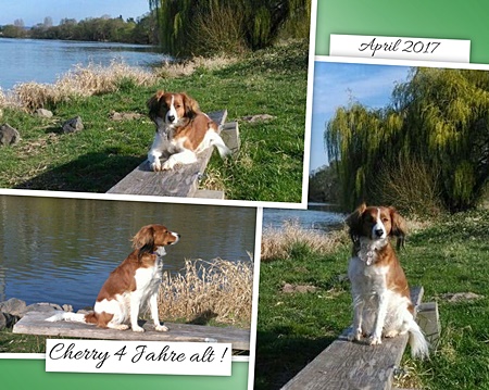 Kooikerhondje von der Spessartrose