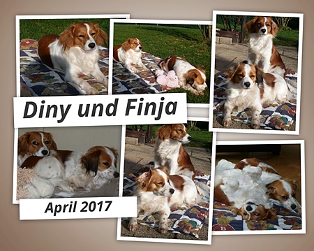 Kooikerhondje von der Spessartrose