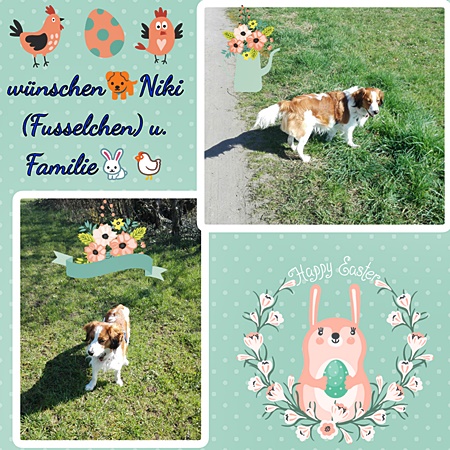 Kooikerhondje von der Spessartrose